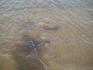 IMG_2004.JPG
