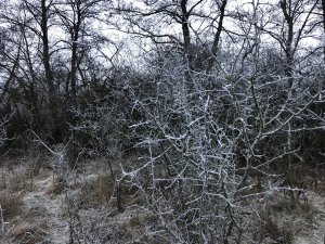 963B186F-7158-46BB-8C46-3E21AA81B47B.jpeg
