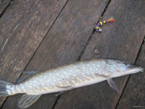 IMG_1421.JPG