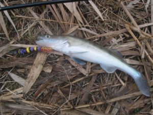 IMG_1436.JPG