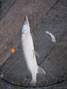 IMG_1446.JPG