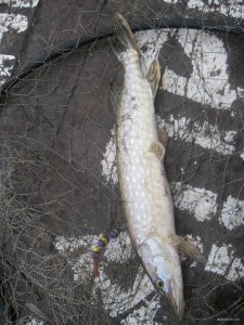 IMG_1455.JPG