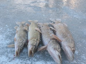 IMG_8463.JPG.jpg