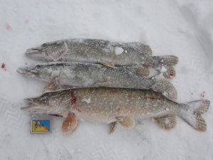 IMG_8545.JPG