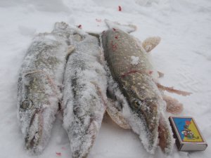 IMG_8546.JPG