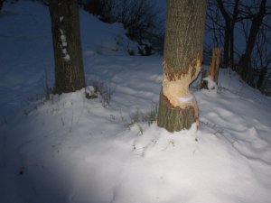 IMG_8540.JPG