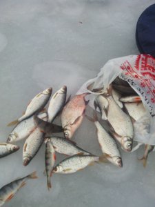 IMG_20130120_134455.jpg