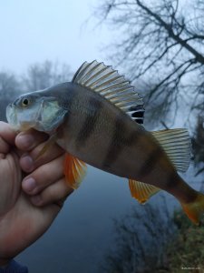 IMG_20191228_081340.jpg