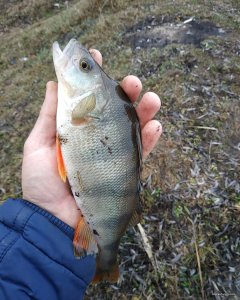 IMG_20191228_172109_930.jpg
