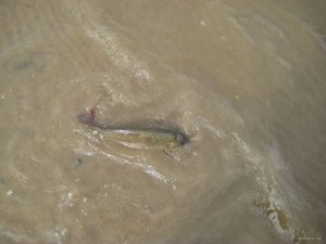 IMG_1995.JPG
