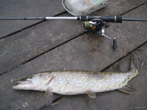 IMG_1536.JPG