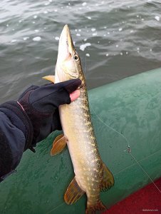 IMG_20200106_121054.jpg