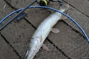 DSC_0644.JPG
