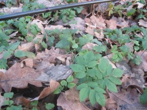 IMG_1651.JPG