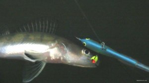 CIMG8524.JPG