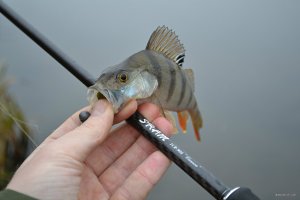 DSC_0880.JPG