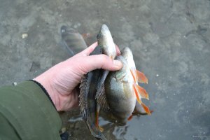DSC_0921.JPG