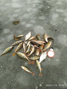 IMG_20200119_150217.jpg