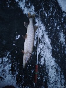 IMG_20200123_070129.jpg