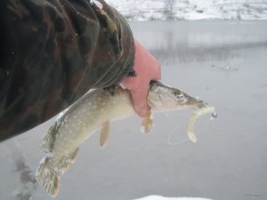 IMG_1893.JPG