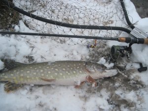 IMG_1908.JPG