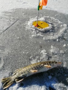 IMG_20200209_091135.jpg