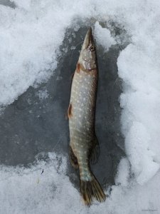 IMG_20200214_065631.jpg