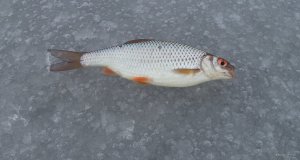 DSC00013.JPG