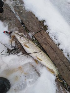 IMG_20200221_143738.jpg