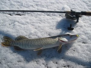 IMG_2025.JPG