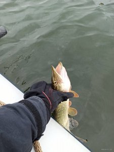 IMG_20200226_120939.jpg