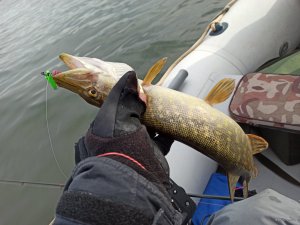 IMG_20200226_132438.jpg