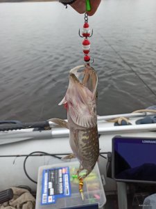IMG_20200303_132222.jpg