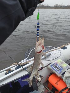 IMG_20200303_091205.jpg