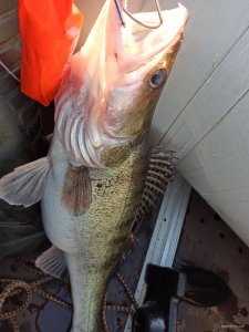 IMG_20200306_145322.jpg