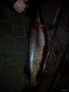 IMG_20200312_192231.jpg