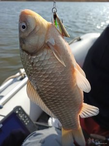 IMG_20200317_133933.jpg