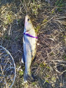 IMG_20200320_203056.jpg