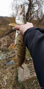 IMG_20200321_145535.jpg