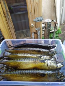 IMG_20190803_160148.jpg
