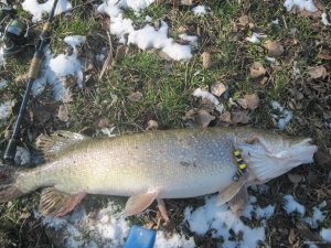 IMG_2245.JPG