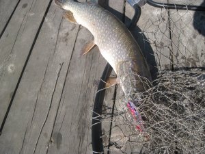 IMG_2282.JPG