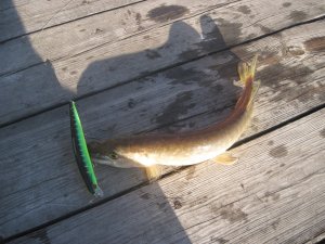 IMG_2311.JPG