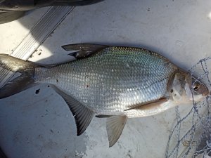 IMG_20200327_115812.jpg