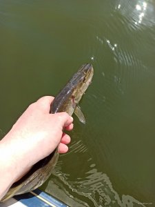 IMG_20200327_123505.jpg