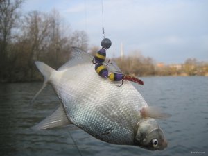 IMG_2339.JPG