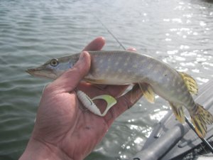 IMG_2344.JPG