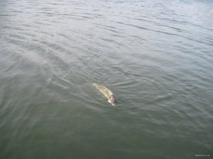 IMG_2347.JPG