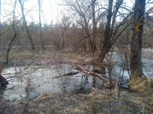 IMG_20200328_170824.jpg