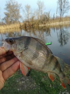 IMG_20200329_170208.jpg